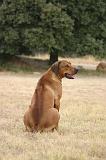 RODESIAN RIDGEBACK 277
